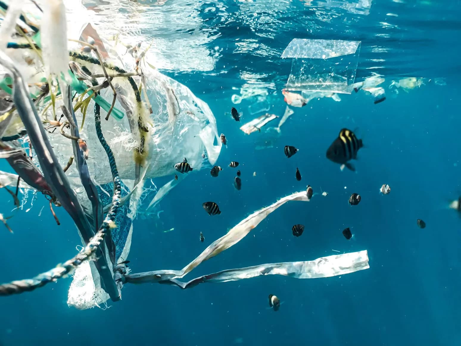 Rifiuti di plastica dispersi nel mare